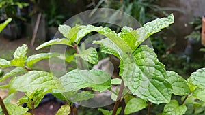 Mint keaves in garden for cook