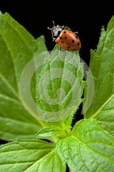 Mint and Lady Bug