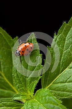 Mint and Lady Bug