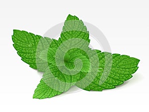 Mint leaf photo