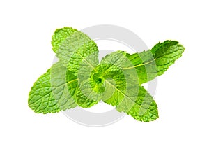 Mint leaf