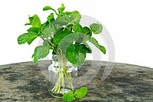 Mint leaf, aromatic herbs