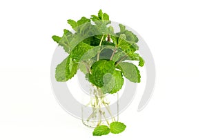 Mint leaf, aromatic herbs