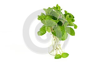 Mint leaf, aromatic herbs