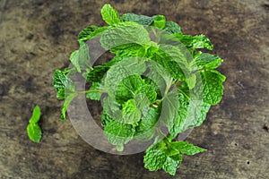 Mint leaf, aromatic herbs