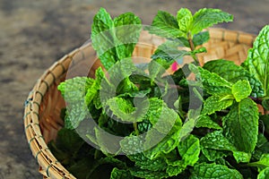 Mint leaf, aromatic herbs