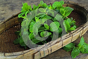 Mint leaf, aromatic herbs