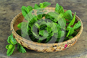 Mint leaf, aromatic herbs