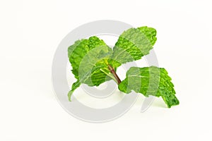 Mint leaf, aromatic herbs