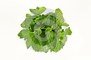 Mint leaf, aromatic herbs