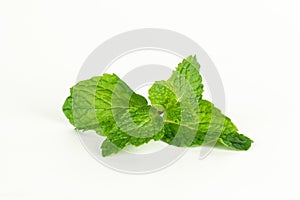 Mint leaf, aromatic herbs