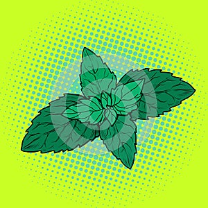 Mint leaf, aromatic plant