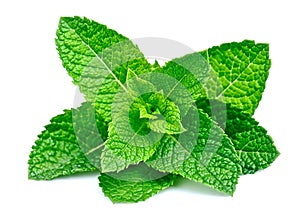 Mint leaf close up