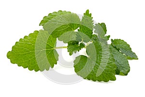 Mint leaf close up on a white background.