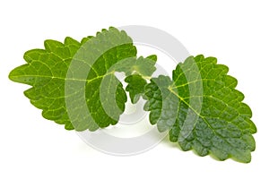 Mint leaf close up on a white background.