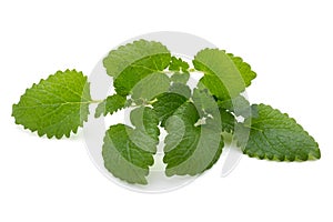 Mint leaf close up on a white background.