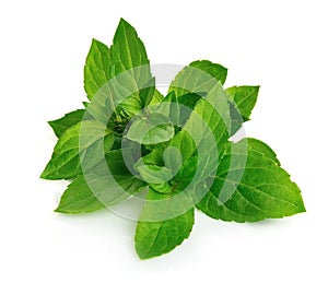 Mint leaf close up photo