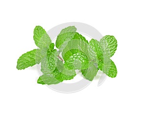 Mint leaf close up on a white background.