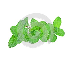 Mint leaf close up on white background