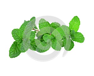 Mint leaf close up on white background
