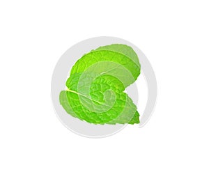 Mint leaf close up on a white background