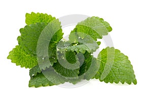 Mint leaf close up on a white background.