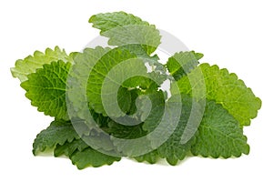Mint leaf close up on a white background.