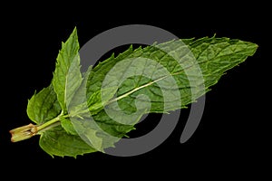 Mint leaf closeup on black