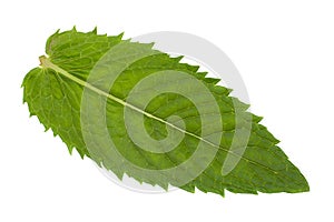 Mint leaf closeup on white