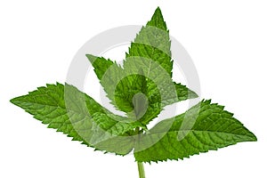 Mint leaf closeup on white