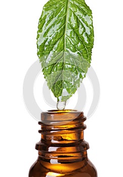 Mint leaf with drop of essential oil over bottle