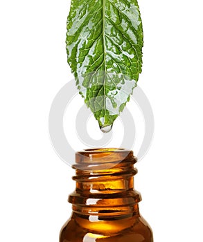 Mint leaf with drop of essential oil over bottle