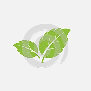 mint leaf element vector icon. green mint leaves vector symbol