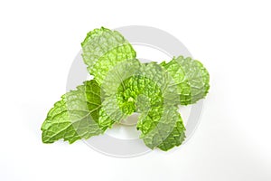 Mint leaf fresh, closeup isolated on a white background
