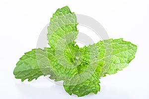 Mint leaf fresh, closeup isolated on a white background