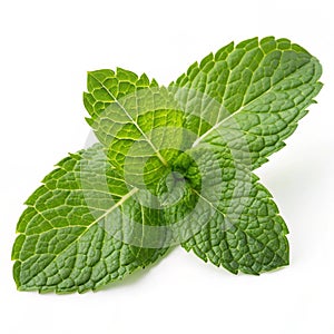 Mint leaf fresh mint isolated on transparent background