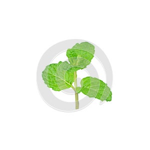 Mint leaf green plants isolated on white background, peppermint