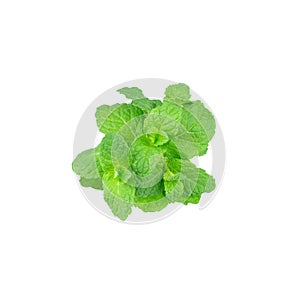 Mint leaf green plants isolated on white background, peppermint