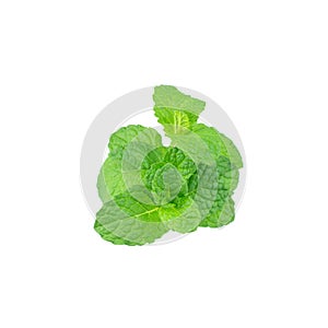 Mint leaf green plants isolated on white background, peppermint