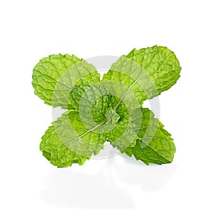 Mint leaf green plants isolated on white background, peppermint