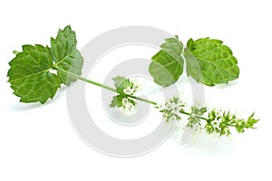 Mint leaf green plants on white background, peppermint aromatic properties of strong teeth