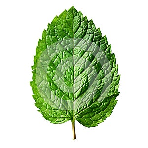 A Mint Leaf Isolated on a Transparent Background Ideal for Culinary Health or NatureThemed Designs photo