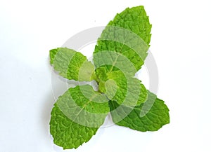 Mint leaf isolated on white background
