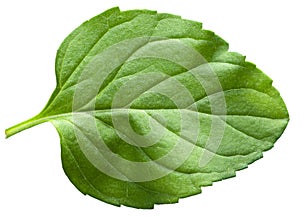 Mint leaf isolated on a white background. Texture of mint leaf