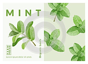 Mint Leaf packaging design templates, watercolour style vector illustration.