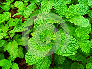 The mint leaf plant is a plant that has long been used as a medicinal ingredient which is believed to cure various diseases