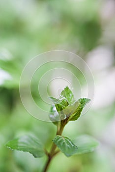 Mint leaf plant with raindrop