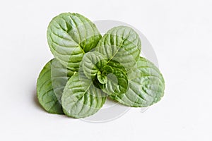Mint leaf on white background