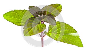 Mint leaf on a white background. Bunch of mint leaves