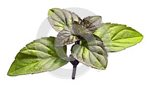 Mint leaf on a white background. Bunch of mint leaves